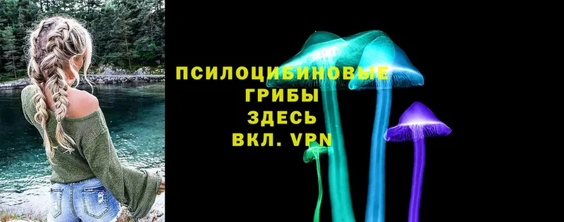 Галлюциногенные грибы Psilocybe  Курильск 